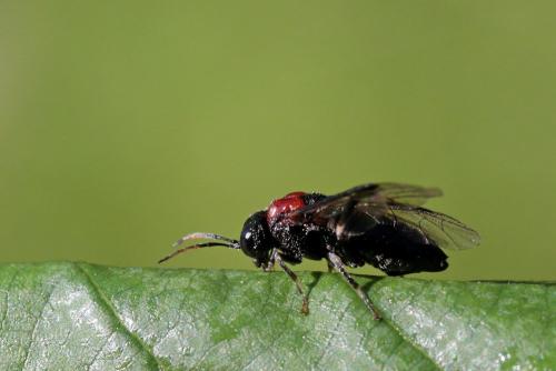 Réf. 265 443 : Eriocampa ovata